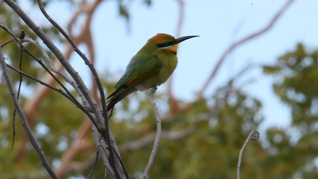 Rainbow Bee-eater - ML603307591