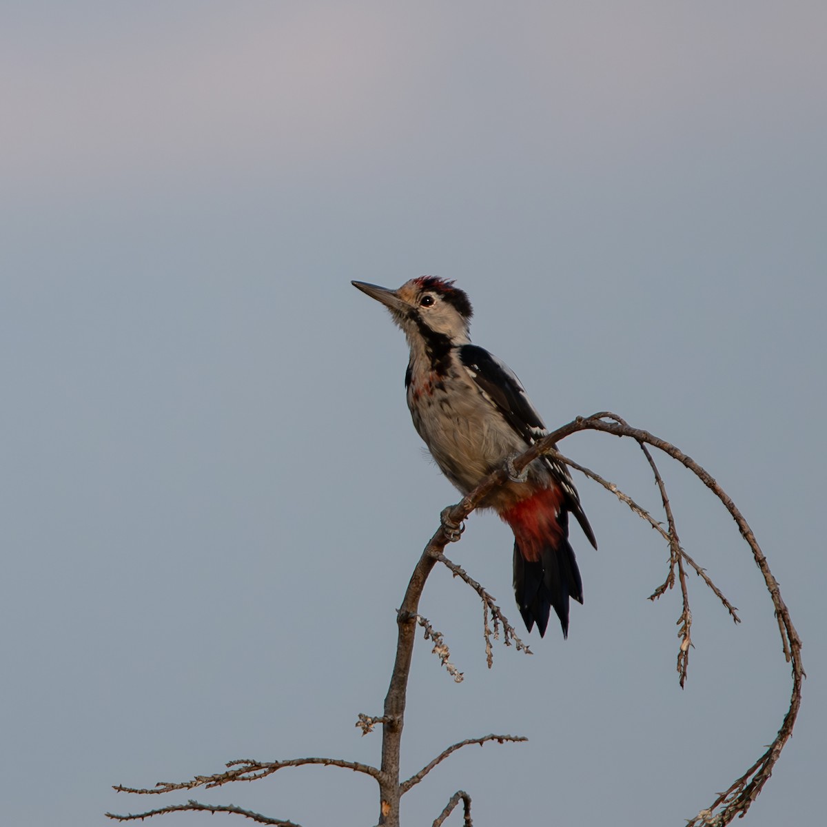 Syrian Woodpecker - ML603308821