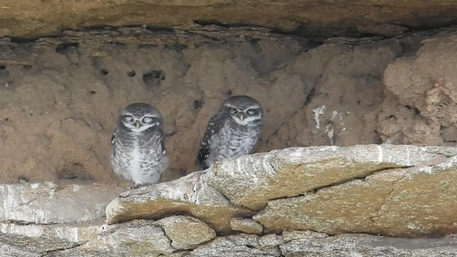 Spotted Owlet - ML603309471