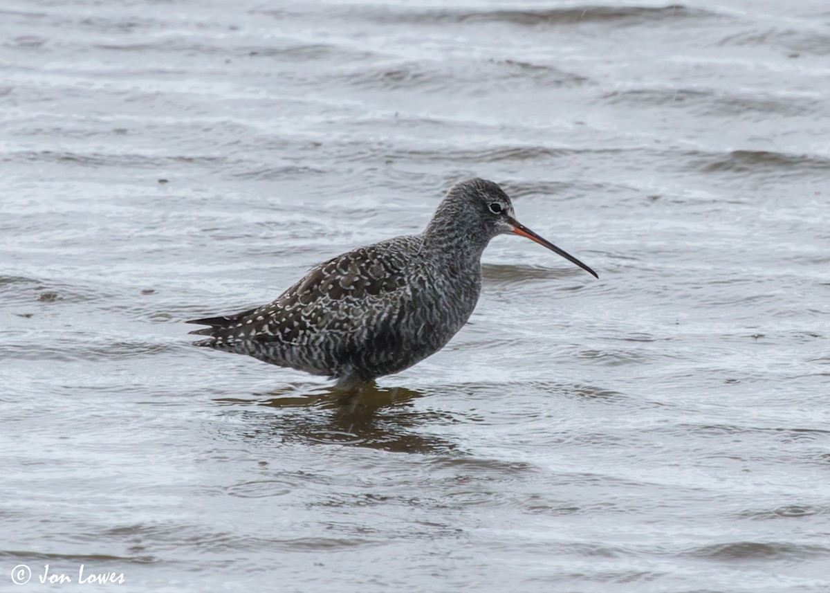 Spotted Redshank - ML603309491