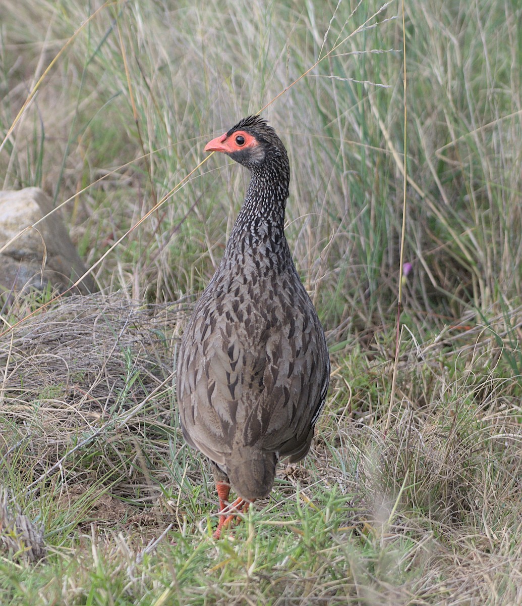 Red-necked Spurfowl - ML603314721