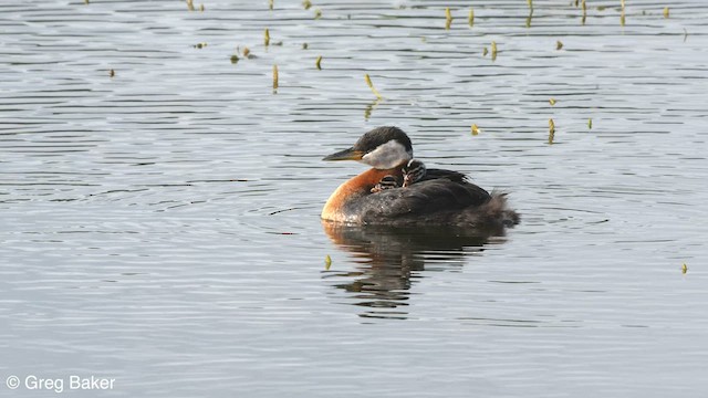 Red-necked Grebe - ML603315891
