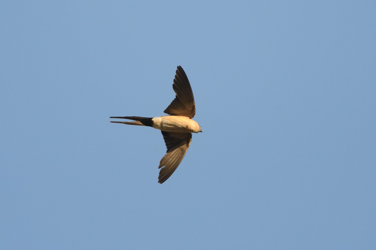 Red-rumped Swallow - ML603316751