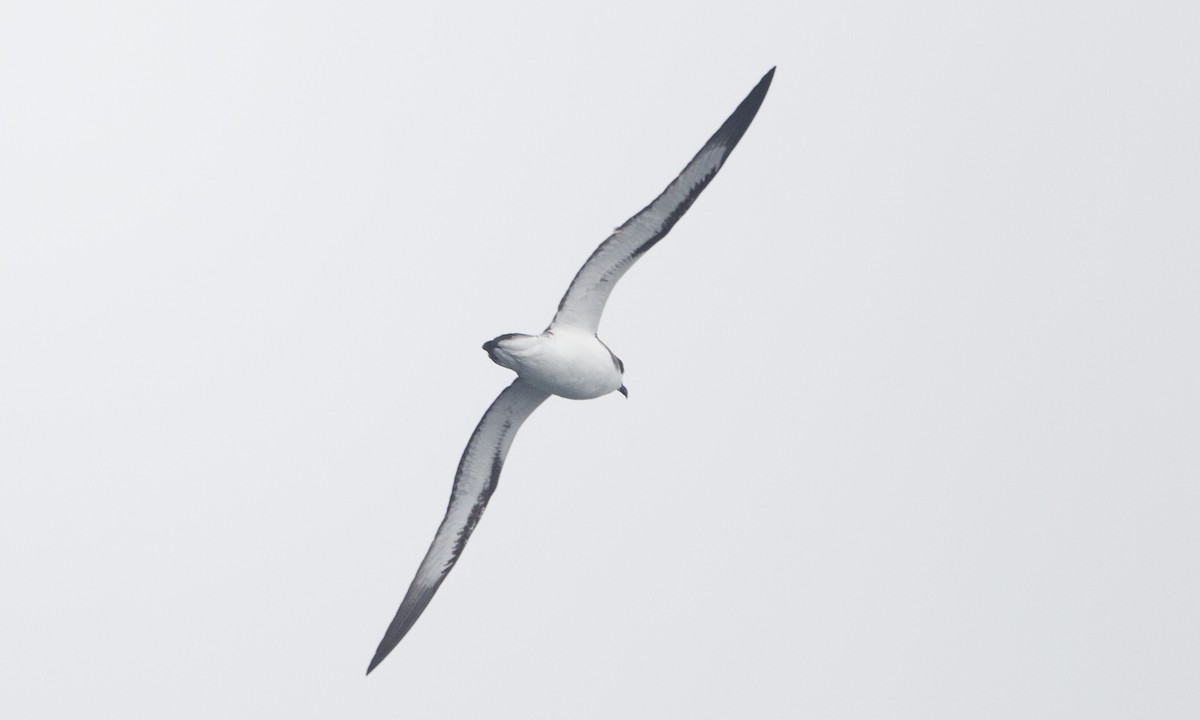 Hawaiisturmvogel - ML60331801