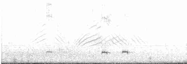 Шилохвіст жовтодзьобий (підвид georgica) - ML603318661