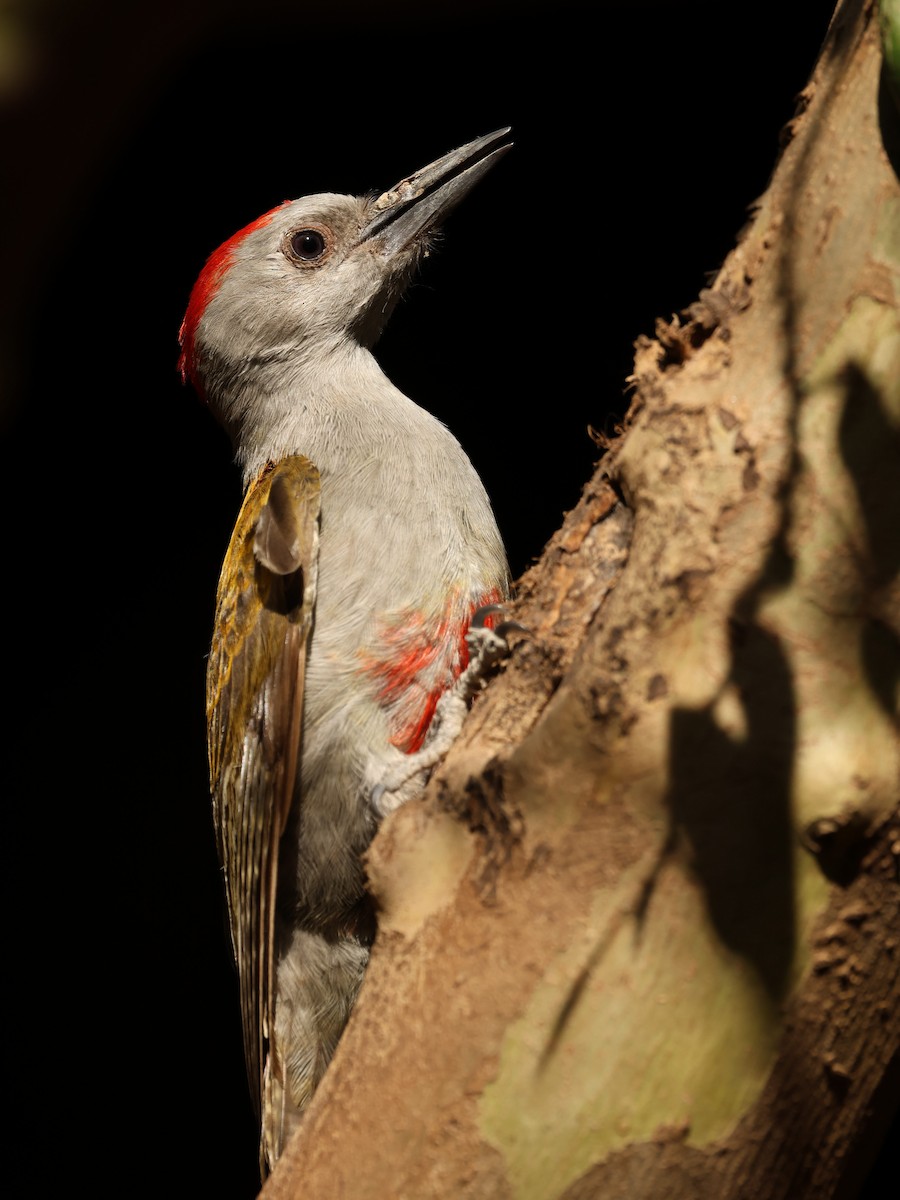 Mountain Gray Woodpecker - ML603318951