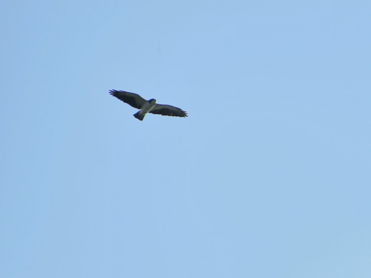 Short-tailed Hawk - ML60332161