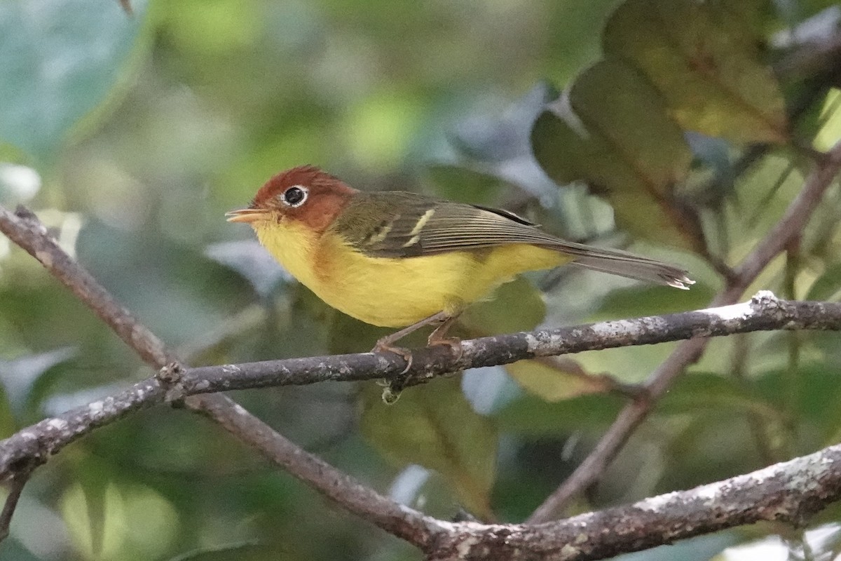 Yellow-breasted Warbler - ML603321911