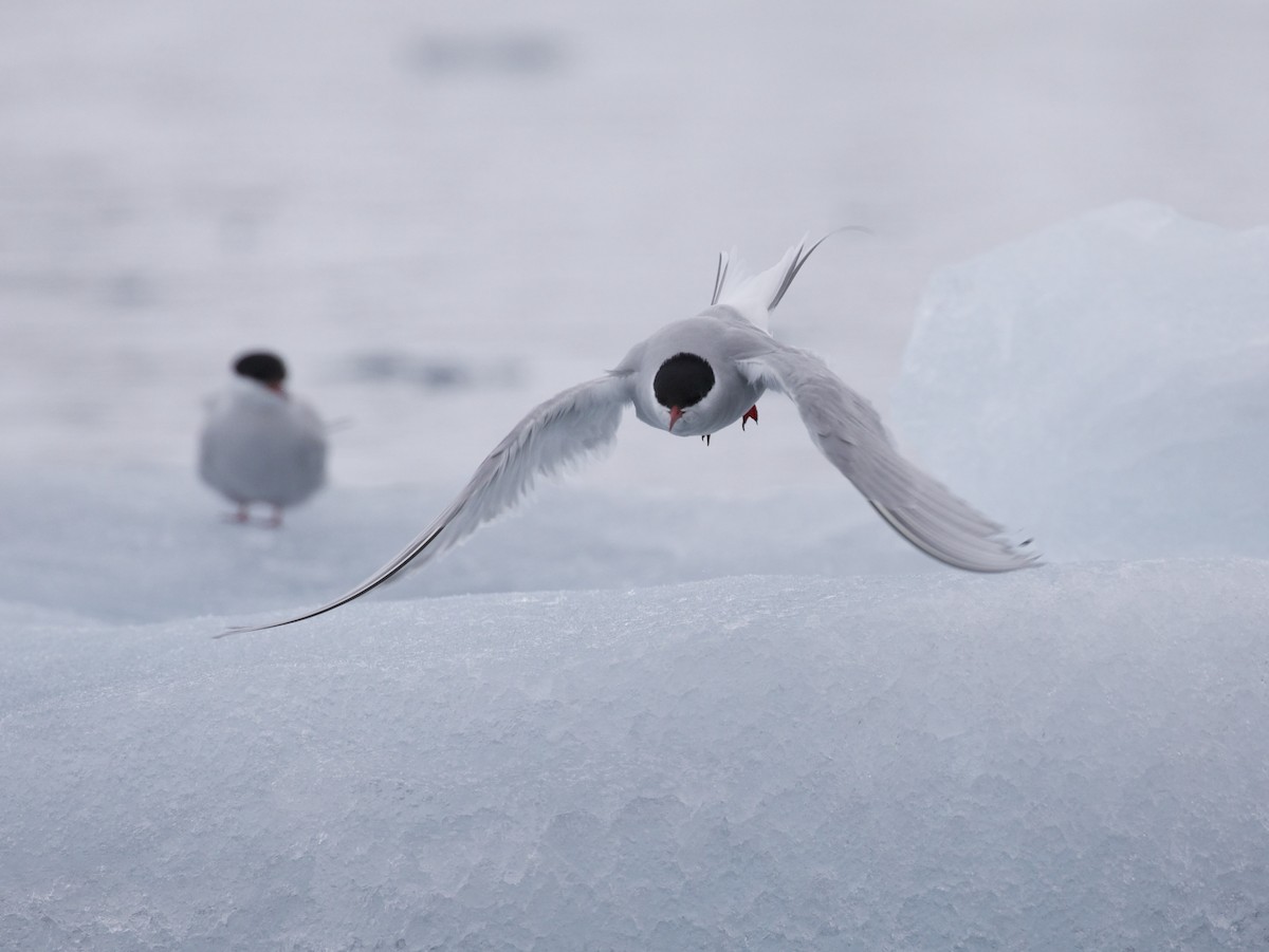 Arctic Tern - ML603323151