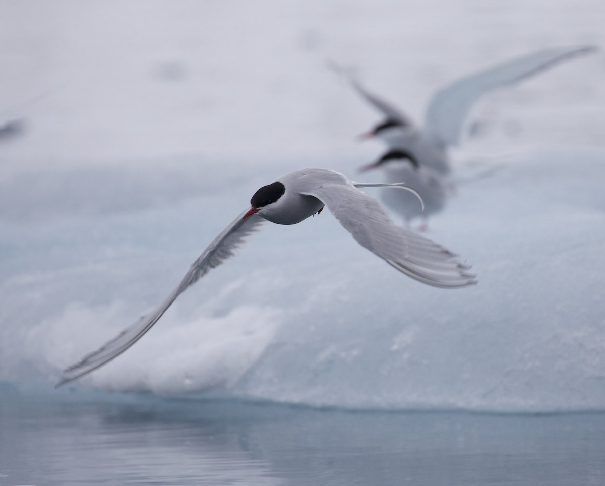 Arctic Tern - ML603323161