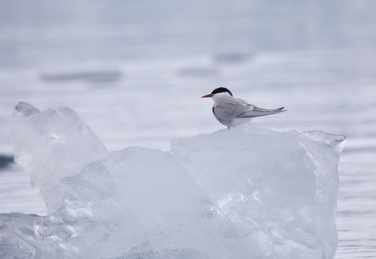 Arctic Tern - ML603323191