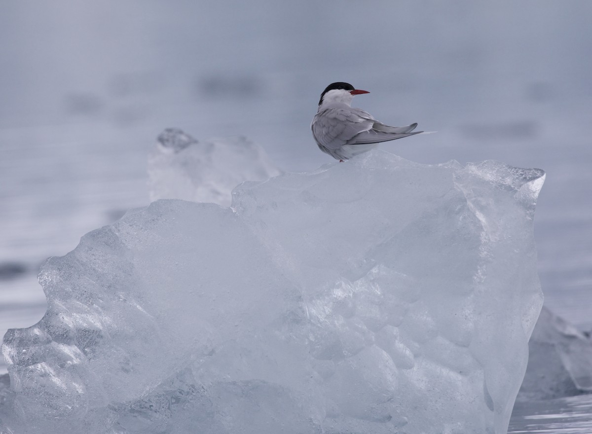 Arctic Tern - ML603323201