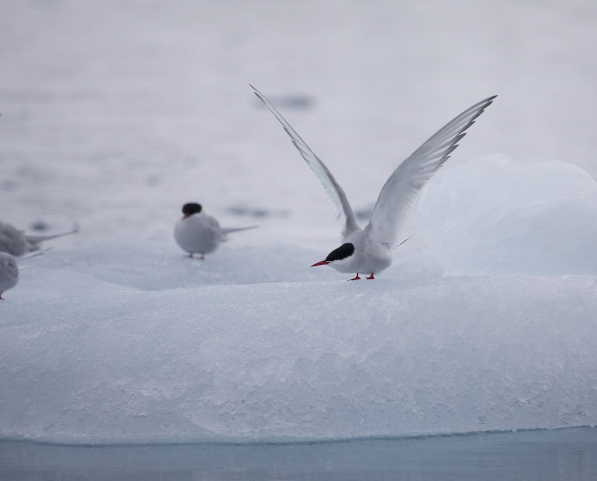 Arctic Tern - ML603323211