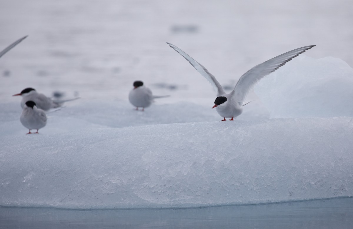 Arctic Tern - ML603323221