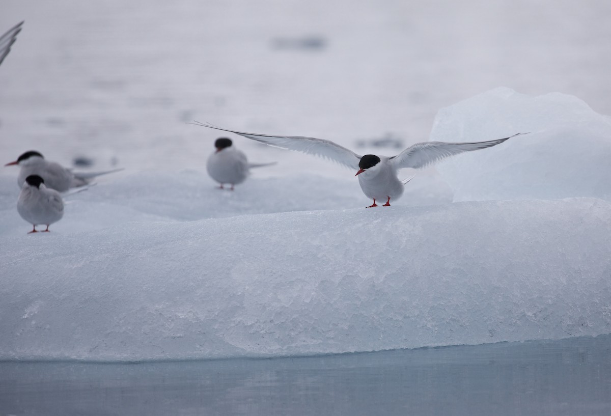 Arctic Tern - ML603323231