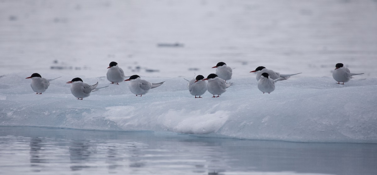 Arctic Tern - ML603323241
