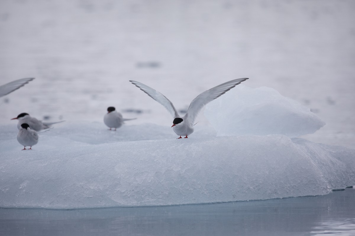 Arctic Tern - ML603323251