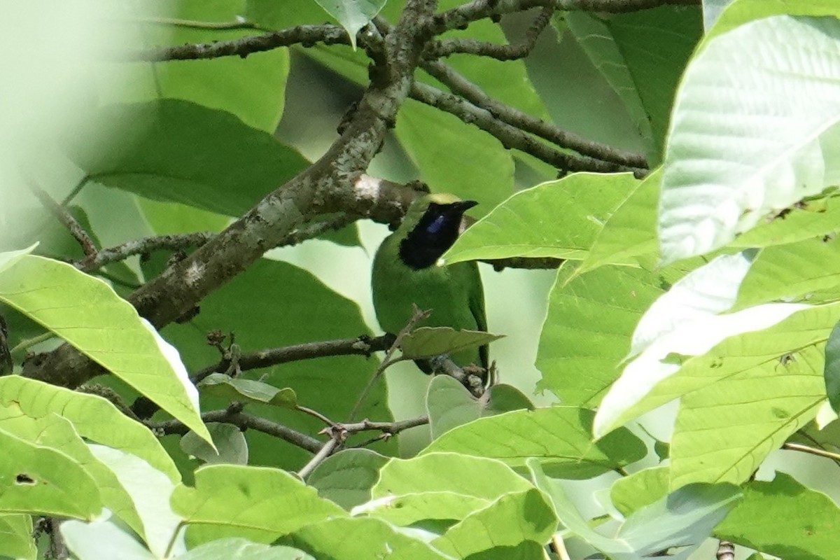 Sumatran Leafbird - ML603323781