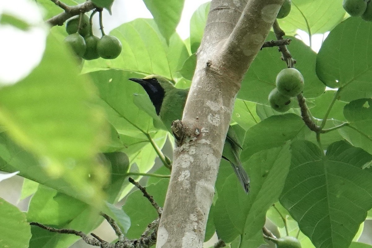 Sumatran Leafbird - ML603323791