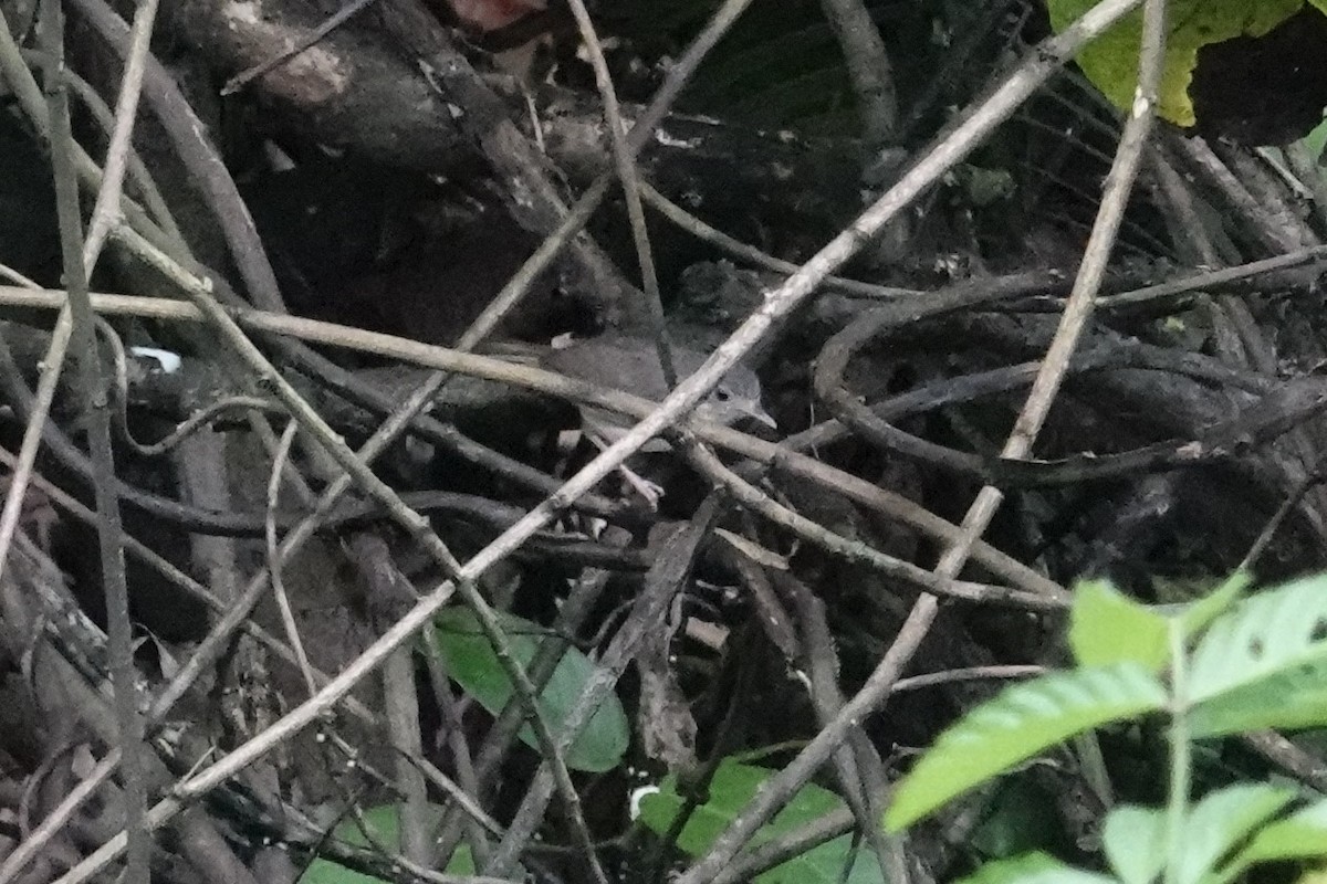 Sumatran Babbler - ML603324011