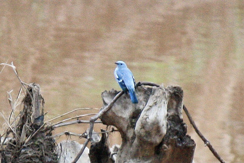 Blue-gray Tanager - ML603325201