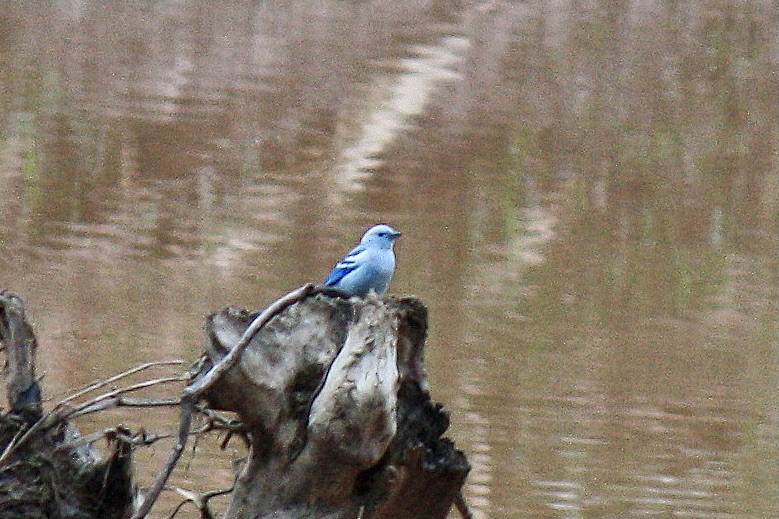 Blue-gray Tanager - ML603325241