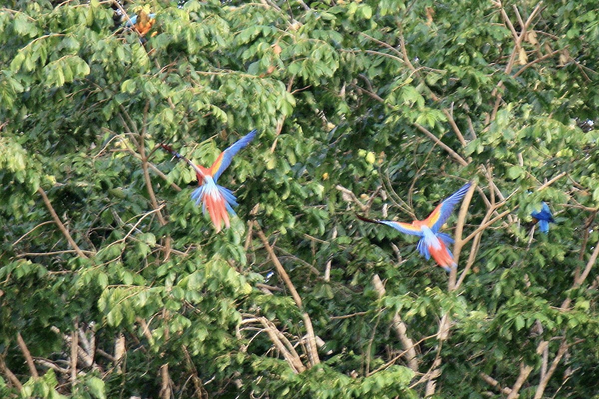 Scarlet Macaw - ML603327581