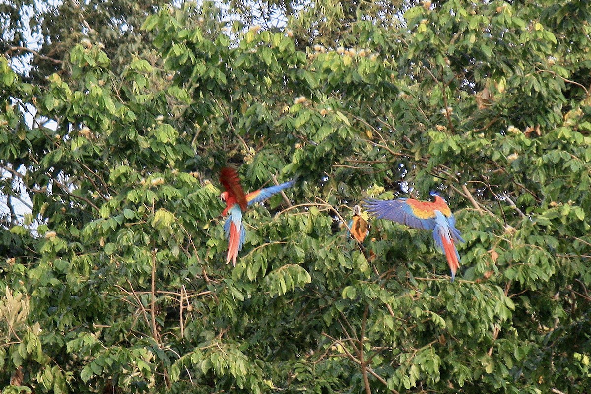 Scarlet Macaw - ML603327611