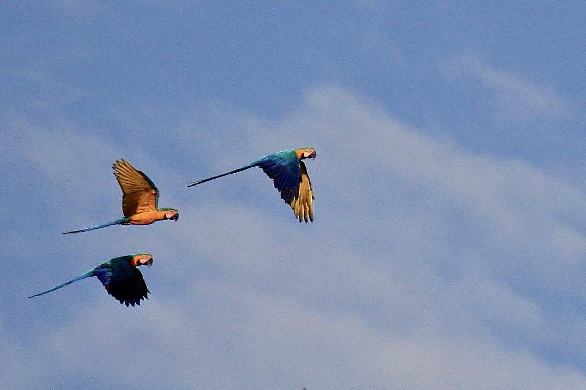 Blue-and-yellow Macaw - ML603327891