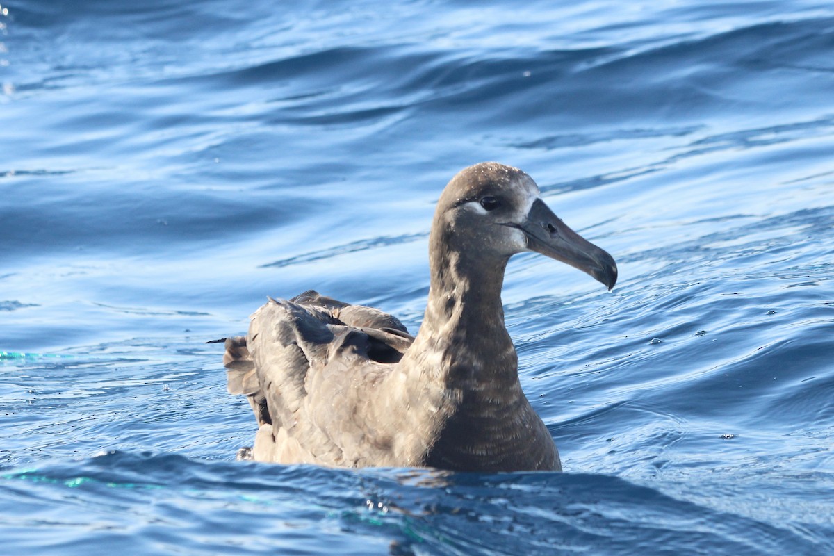 Black-footed Albatross - Darrin Menzo