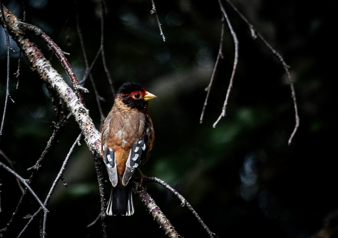 Spectacled Finch - ML603328521