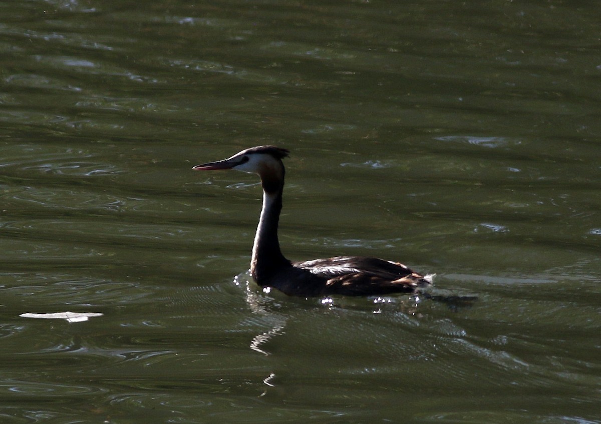 Great Crested Grebe - ML603329761