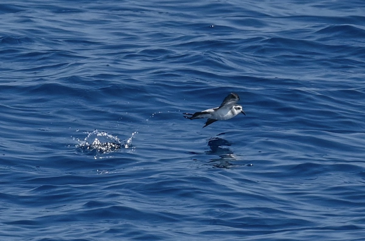White-faced Storm-Petrel - ML603337511