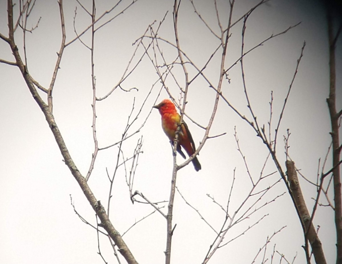 Scarlet Tanager - ML603337731