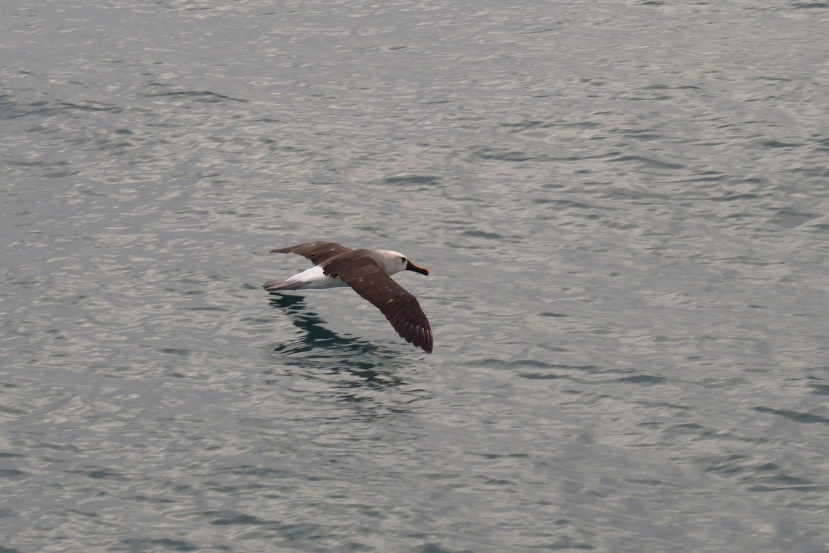 Atlantik Sarı Gagalı Albatrosu - ML603342841