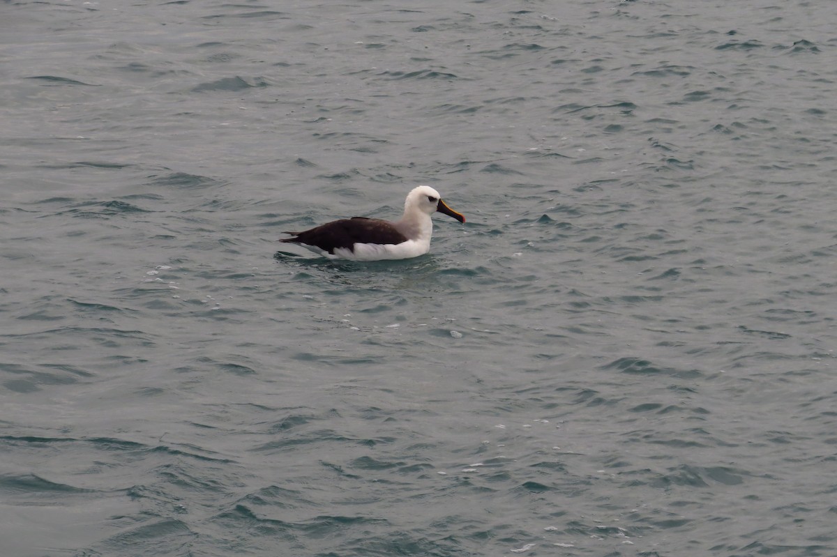 albatros pestrozobý - ML603342851
