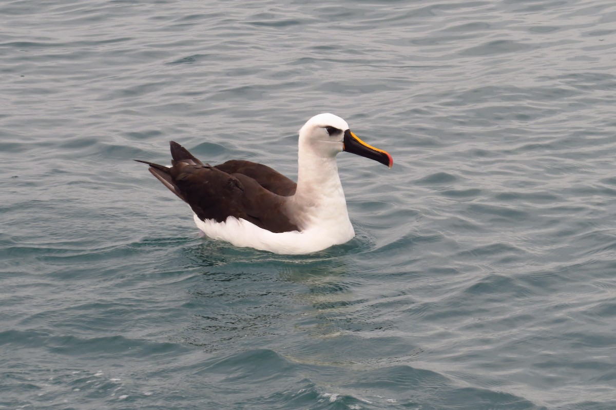 albatros pestrozobý - ML603343031