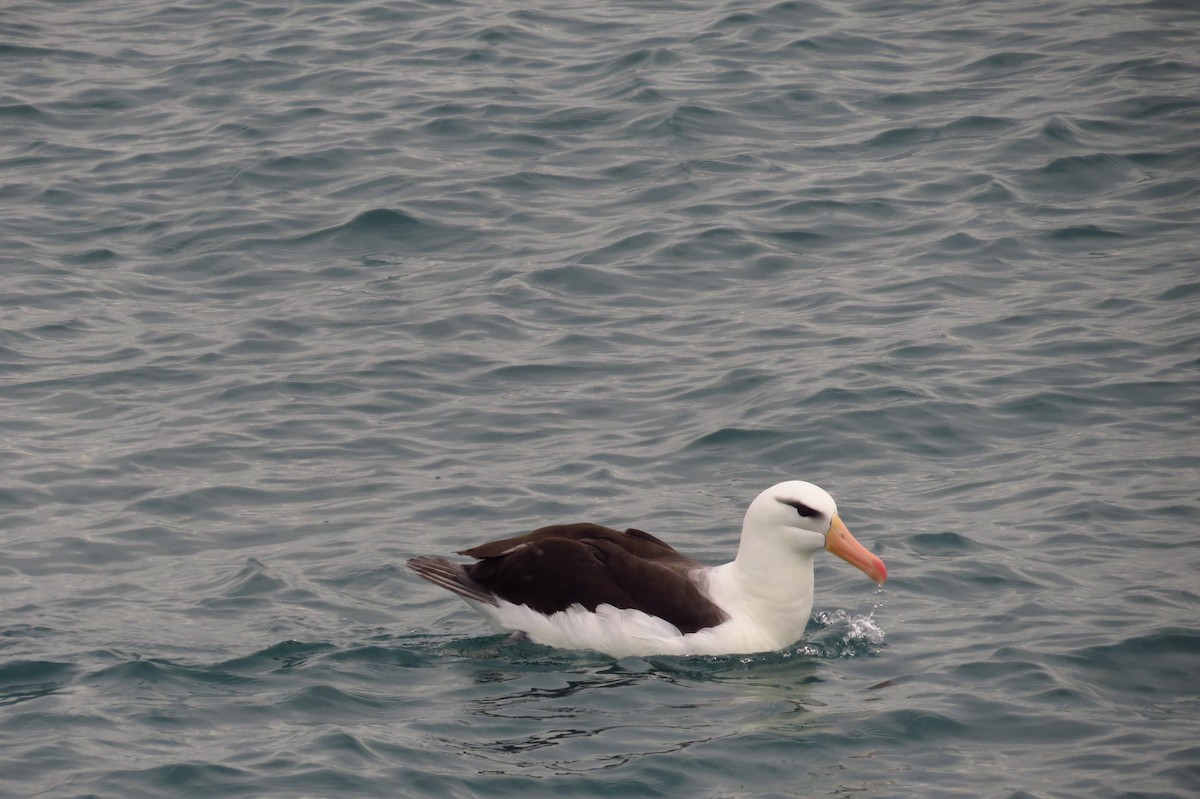 Albatros à sourcils noirs - ML603343061