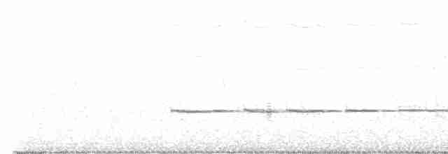 Розела чорноголова (підвид semitorquatus) - ML603343531