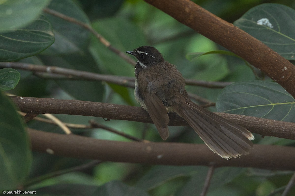 Spot-breasted Fantail - ML603347201