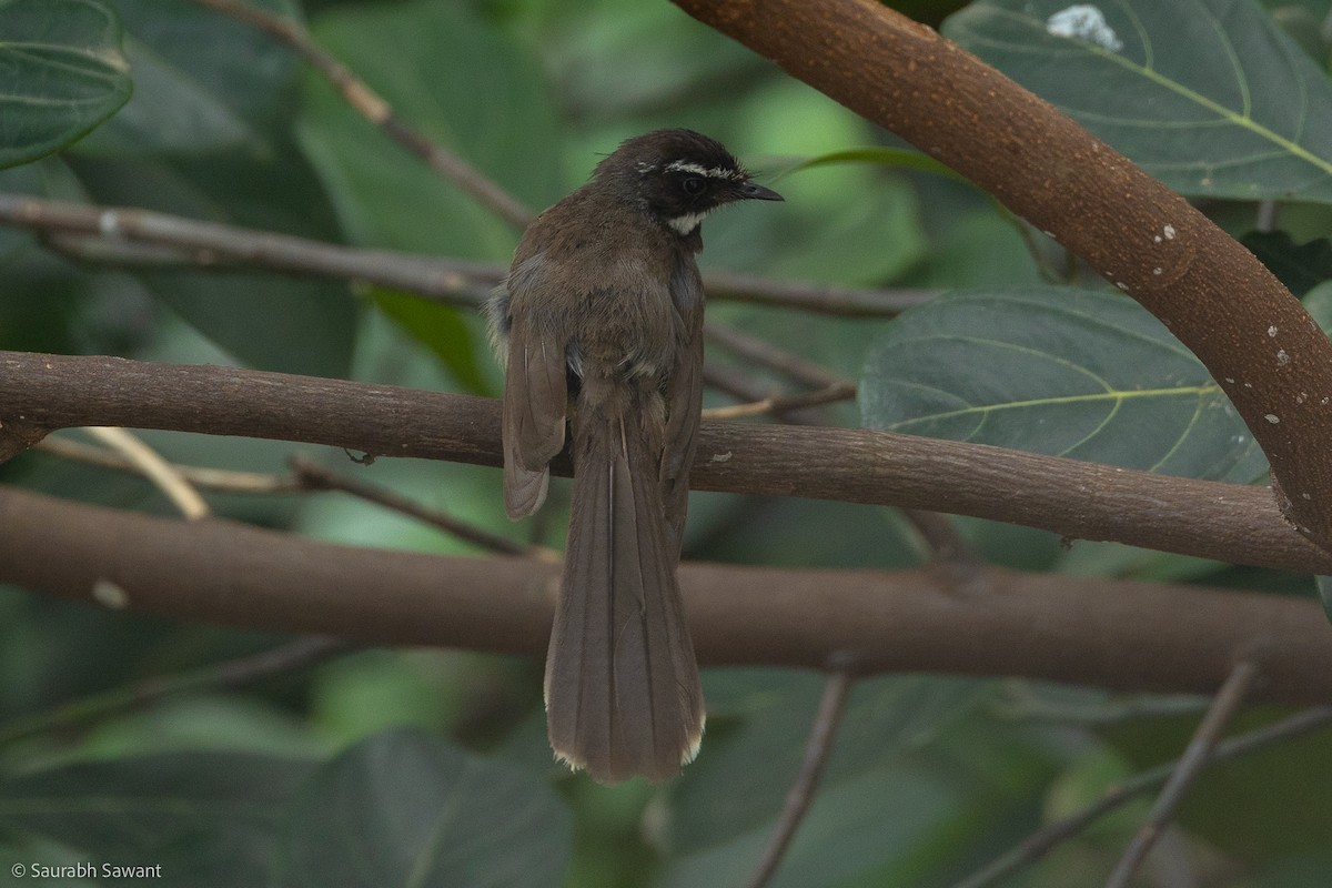 Spot-breasted Fantail - ML603347211