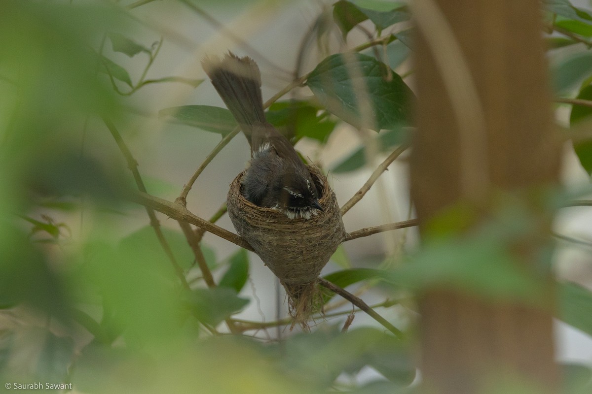 Spot-breasted Fantail - ML603347221