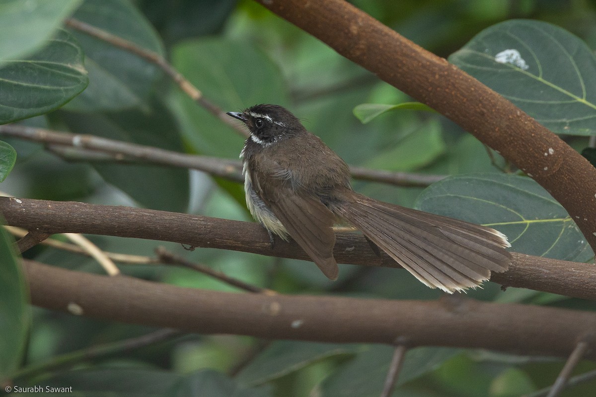 Spot-breasted Fantail - ML603347231