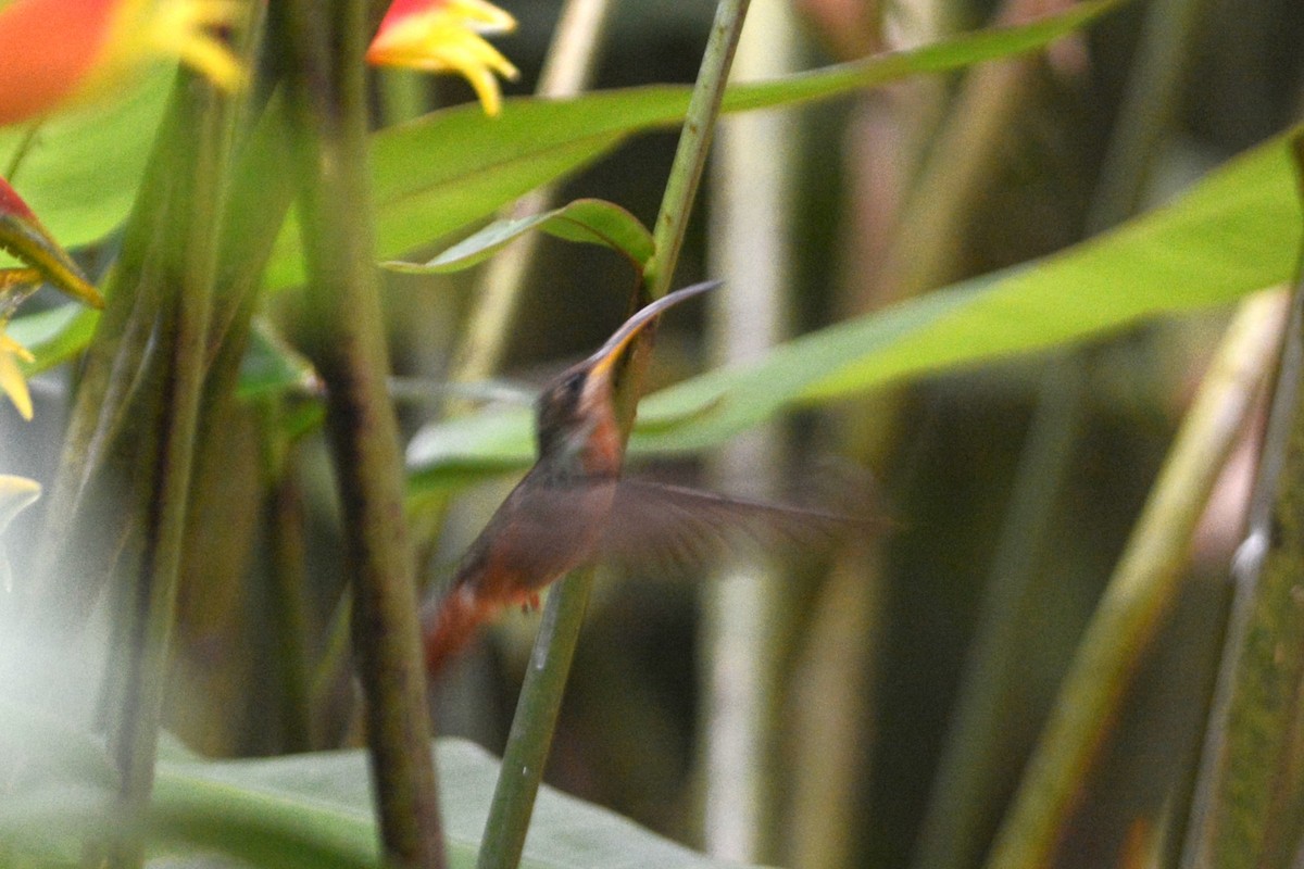 Rufous-breasted Hermit - ML603350441