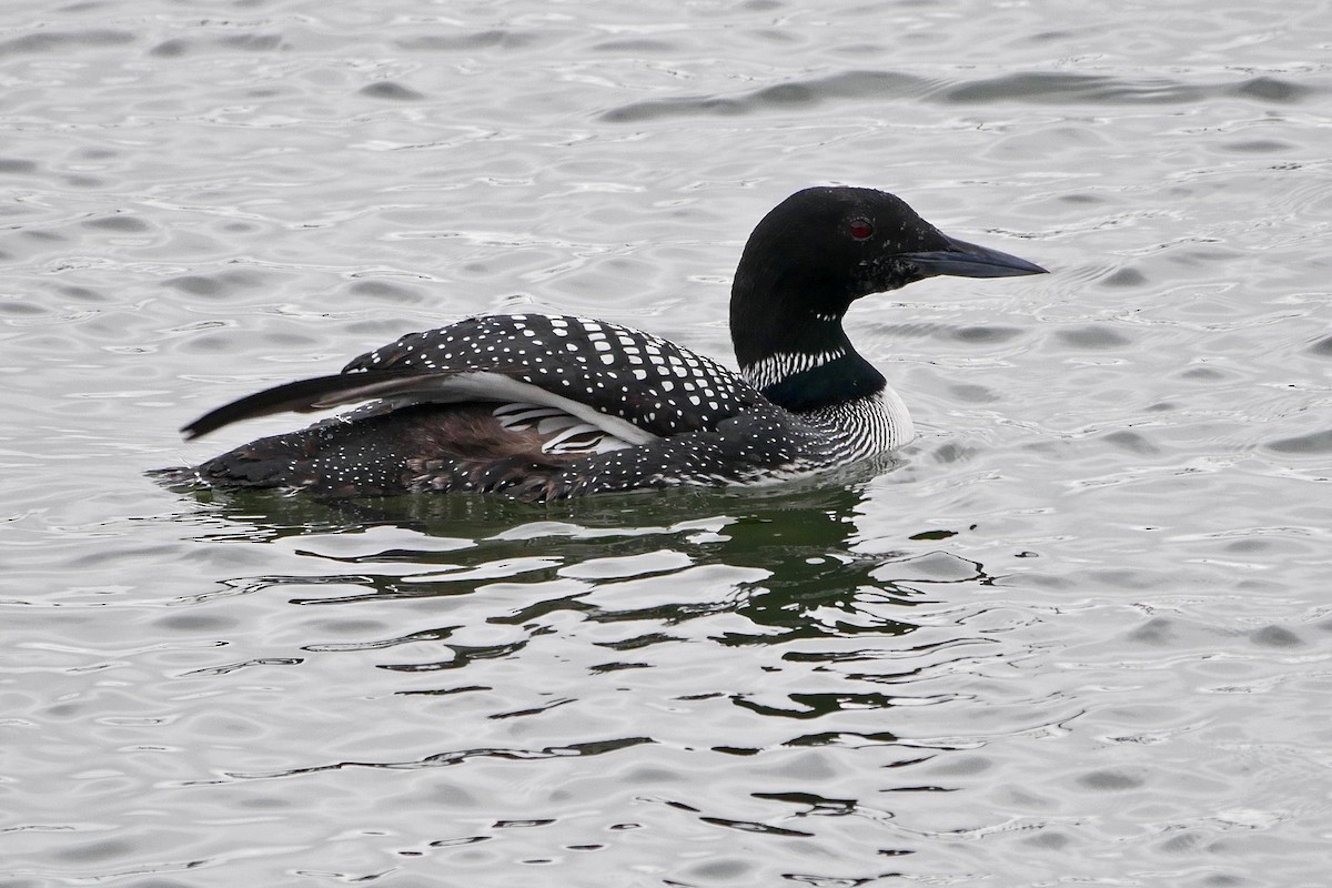 Common Loon - Grace Oliver