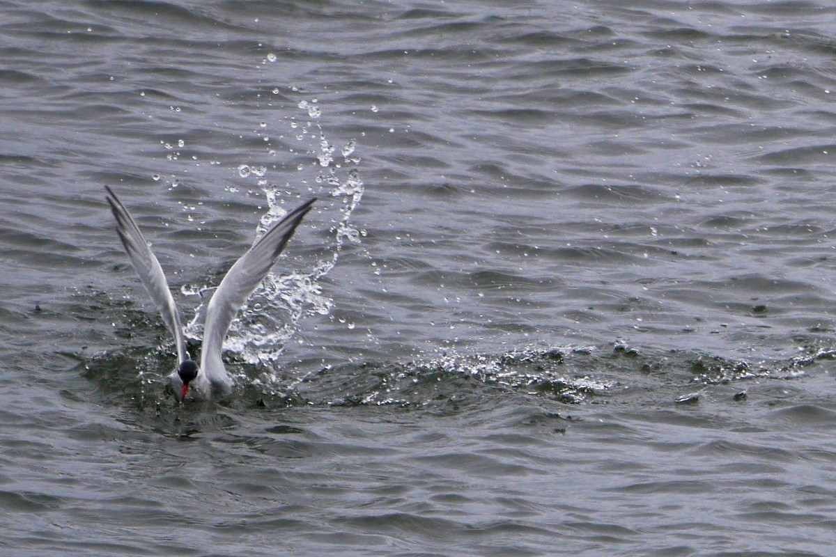 Common Tern - Grace Oliver