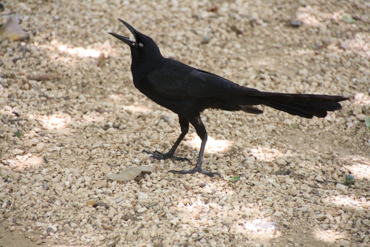 Great-tailed Grackle - Chrissy Rose