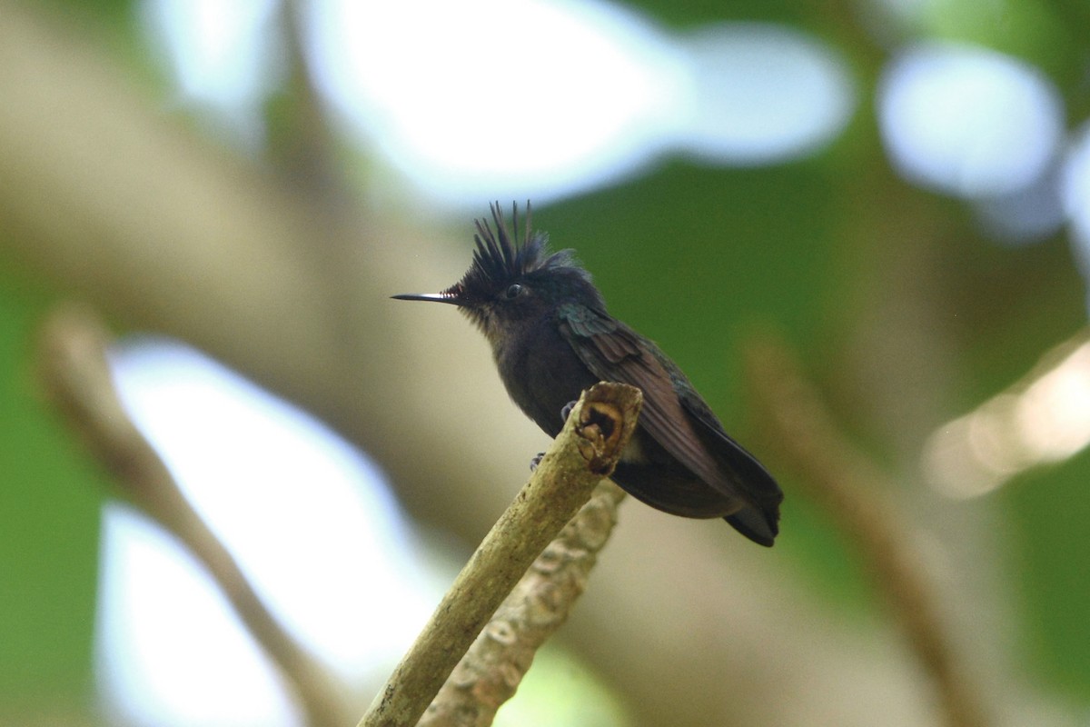 Antillean Crested Hummingbird (Grenadines and Grenada) - David Hollie