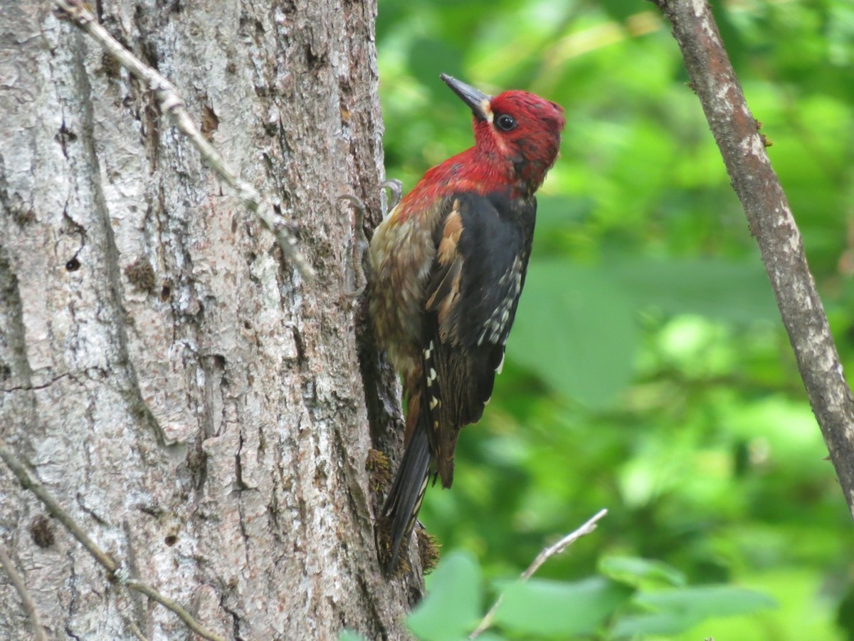 Red-breasted Sapsucker - ML60335781