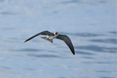 Black Tern - Karen Thompson